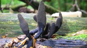 Image result for Xylaria polymorpha