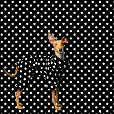 Yayoi Kusama Wat Up Italian Greyhound Whippet Celebrity Dogs
