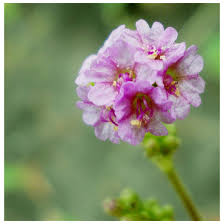 Image result for Boerhavia diffusa