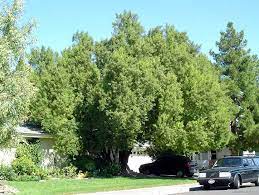 African sumacs are not for those who want to keep a well manicured lawn. Find Plants African Sumac