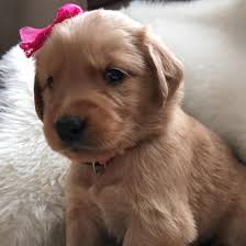 They are smart, loving, playful, and we believe you'll fall in love with the english golden as much as. Nebraska S Akc Golden Retriever Puppies Home Facebook