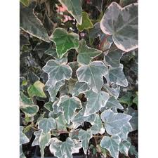 Obi fenster und turenlack weiss seidenmatt 375 ml. Buntblattriger Efeu Von Obi Auf Blumen De Kaufen