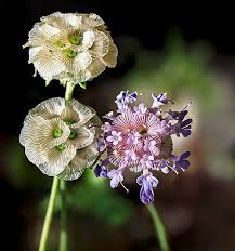 Image result for Lotononis stipulosa