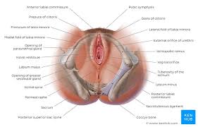 Image result for female sex organ