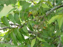 Image result for Carya illinoinensis