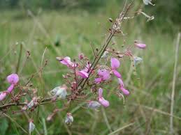 Image result for Desmodium tortuosum