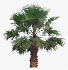 Palma de hoja de abanico. Washingtonia Filifera Arecaceae Washingtonia Robusta Hd Png Download Transparent Png Image Pngitem