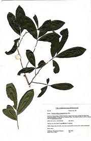 Image result for Brackenridgea