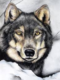 Loup Gris Tete De Loup Dessin Dessin De Chien Dessin De Loup
