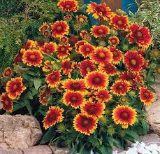 Gaillardia X Grandiflora Arizona Sun Blanket Flower