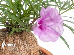 Image result for Ipomoea bolusiana