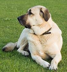 Get a boxer, husky, german shepherd, pug, and more on kijiji, canada's #1 local classifieds. Kangal Dog Information Dog Breed Facts Dogell Com