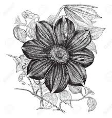 We did not find results for: Picture Is Of Clematis Lawsoniana Plant It Is Showing Its Flower Section Flowers Are Large In Size And Have Eight Petals Vintage Line Drawing Or Engraving Illustration Royalty Free Cliparts Vectors And