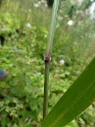 Image result for Melinis longiseta