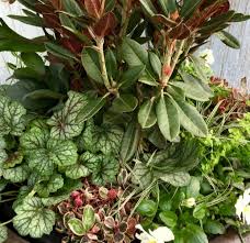This evergreen groundcover has all the classic traits of straight procumbens with beautiful green, white, and pink leaves, colors are rosier in the winter. November Patio Planting At Portland Nursery And Garden Center