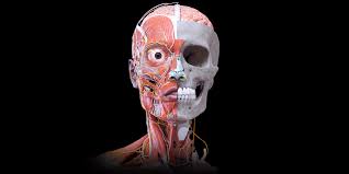 Anatomy 3d Atlas Anatomy 3d Atlas Human Anatomy Apps