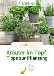 Krauter Im Topf Tipps Zur Pflanzung Und Pflege Garten Pflanzen Pflanzen Krauter