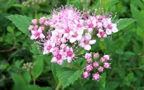 Image result for Spiraea japonica ´Little Princess