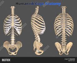 Rib pain or pain in the chest wall that feels like it comes from a rib may be caused by traumatic injury, muscle strain, joint inflammation, or chronic pain, and ranges in severity. Rib Cage Thoracic Cage Image Photo Free Trial Bigstock