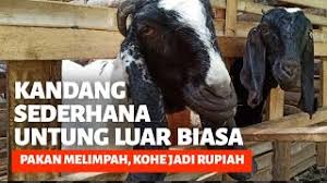 Ukuran kandang yang biasa digunakan adalah : Berguna Penting Kandang Kambing Sederhana Keuntungan Luar Biasa Bagus Di Bulan September 2020 Rabab Minangkabau