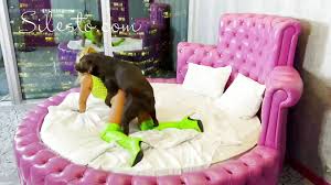 Neon Party - Veronica Silesto - Videos - All Bestiality in one place