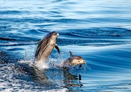 Stimmen und geräusche von tieren aus australien und neuseeland. Pflanzen Tiere Neuseelands Ruapehu New Zealand