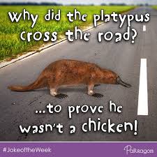 Why Did The Platypus Cross The Road The Answer To Prove He Wasn T A Chicken Jokeoftheweek Joke Of The Week Dad Jokes Hilarious