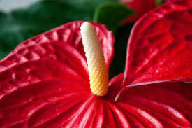 Maybe you would like to learn more about one of these? How To Grow And Care For Anthurium Plants