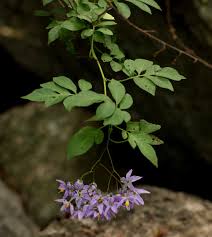 Image result for Solanum seaforthianum
