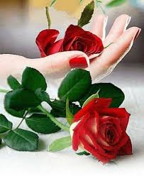 Bellezas De La Naturaleza Flores Bonitas Rosa Roja Rosas Bonitas