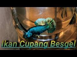 Sedikit pengalaman saya budidaya ikan cupang. Ikan Cupang Besgel Youtube