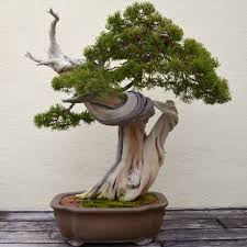 We did not find results for: Cara Membuat Bonsai Juniper Dengan Tangan Anda Sendiri Penjagaan Rumah