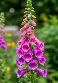 Image result for Hippocratea graciliflora