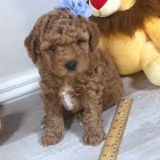 Your family can have the perfect companion that is easy to. Puppy Application Precious Doodle Dogs Teacup Goldendoodles Labradoodle Puppies Teacup Doodle Dogs Teacup Cavapoo Puppies Cavapoo Puppies Micro Go Mini Goldendoodle Breeders Goldendoodle Puppy Mini Goldendoodle