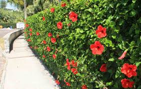 Pin By Katie Bird On Plants Planting Flowers Hibiscus Plant Hibiscus Tree