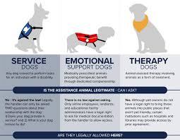 Our service dogs are trained to help individuals who have a wide range of disabilities. Infographic Is That A Real Service Dog Orvis News