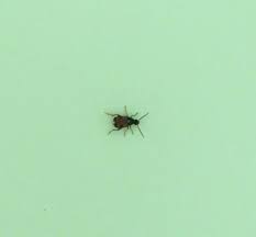 Callosobruchus Maculatus Invasion Cuisine Depuis Peu Le Monde Des Insectes