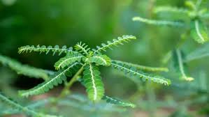 Image result for Phyllanthus fraternus