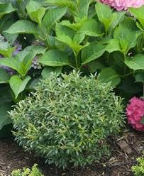 Just be sure to check the recommendations for the plant you choose as the. 15 Best Evergreen Shrubs For Landscaping Garden Design
