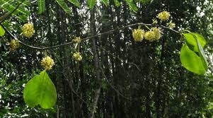 Image result for Pisonia aculeata