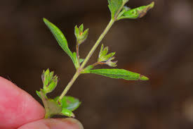 Image result for Platostoma coeruleum
