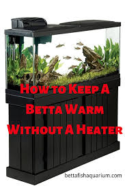 You need at least 25 watts of power for every 10 degrees of existing ambient temperature per 10 gallons you need to heat. How To Keep A Betta Warm Without A Heater Betta Betta Fish Tank Betta Fish Care