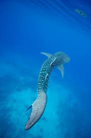 whale tail ocean creatures whale shark ocean animals