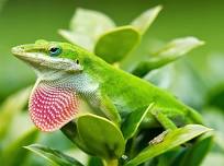 Wetland Wonders: Reptile Realms