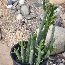 Image result for Senecio hochstetteri