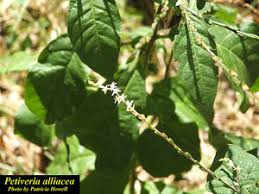 Image result for Petiveria