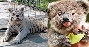 This extra genetic material causes the developmental changes and physical features of down syndrome. These Animals Have Down Syndrome And Are Unbearably Adorable