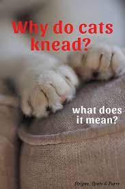 Why Cats Knead In 2021 Cats Knead Cat Care Cats