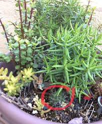 Just make a good petal template made of cardboard and use it to cut the soda can tin. How To Use An Upcycled Tin Can To Pot A Cactus Succulent Plant Care