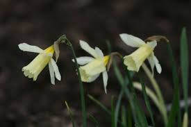 Narcissus W P Milner Trumpet Daffodil Bulbs Daffodil Bulbs Daffodils Narcissus